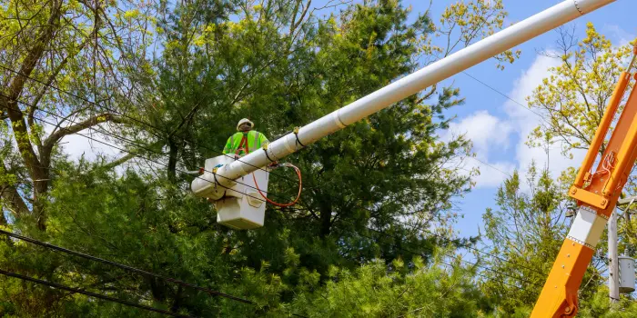 when-is-the-best-time-to-prune-trees-and-stumps