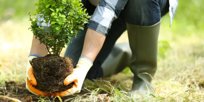 greening-your-space-nandg-tips-for-tree-and-bed-planting